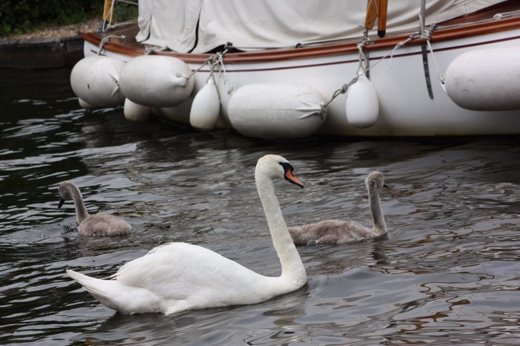 swan swimming next to a boat with 2 cygnets