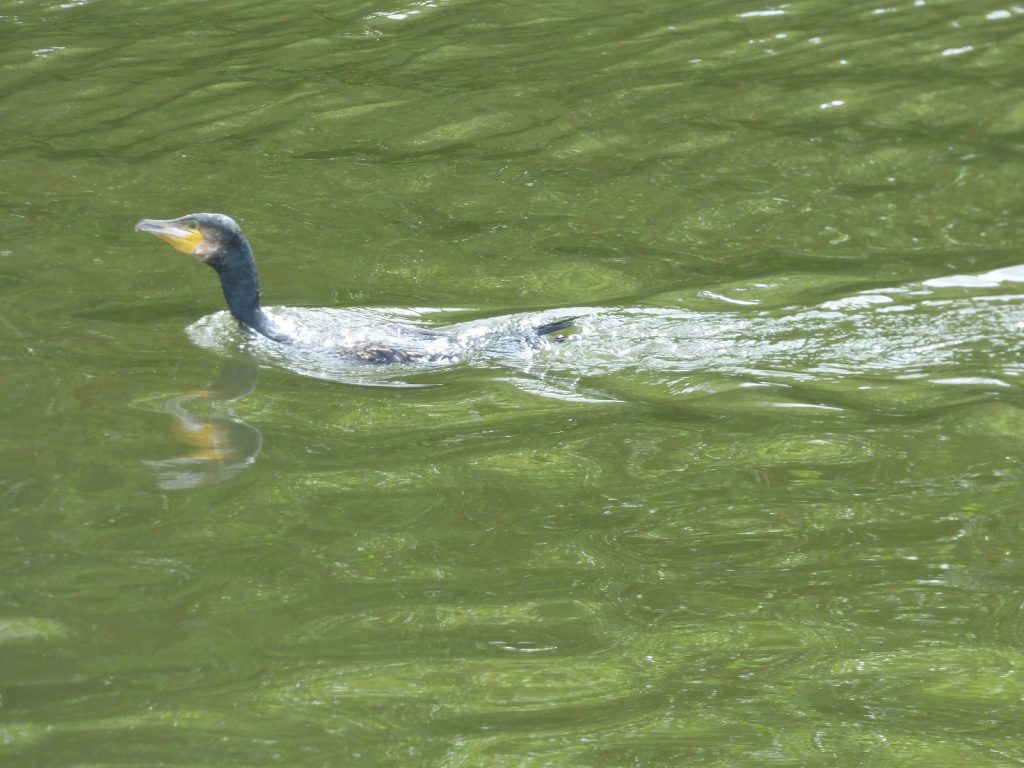 cormorant swimming