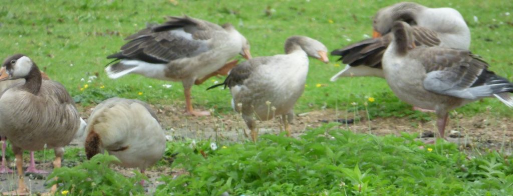 6 greylag geese standing on grass grooming