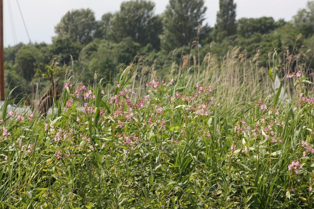 long grass and plants with pink flowers