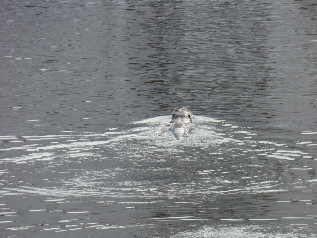 otter swimming in water