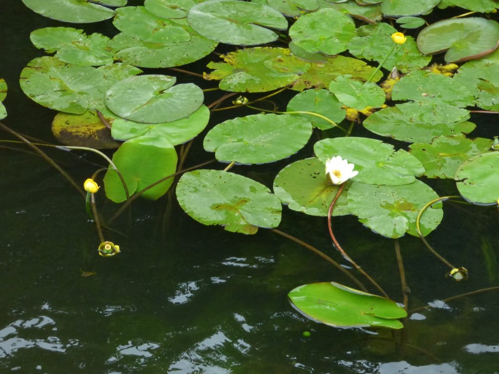 white water lillies