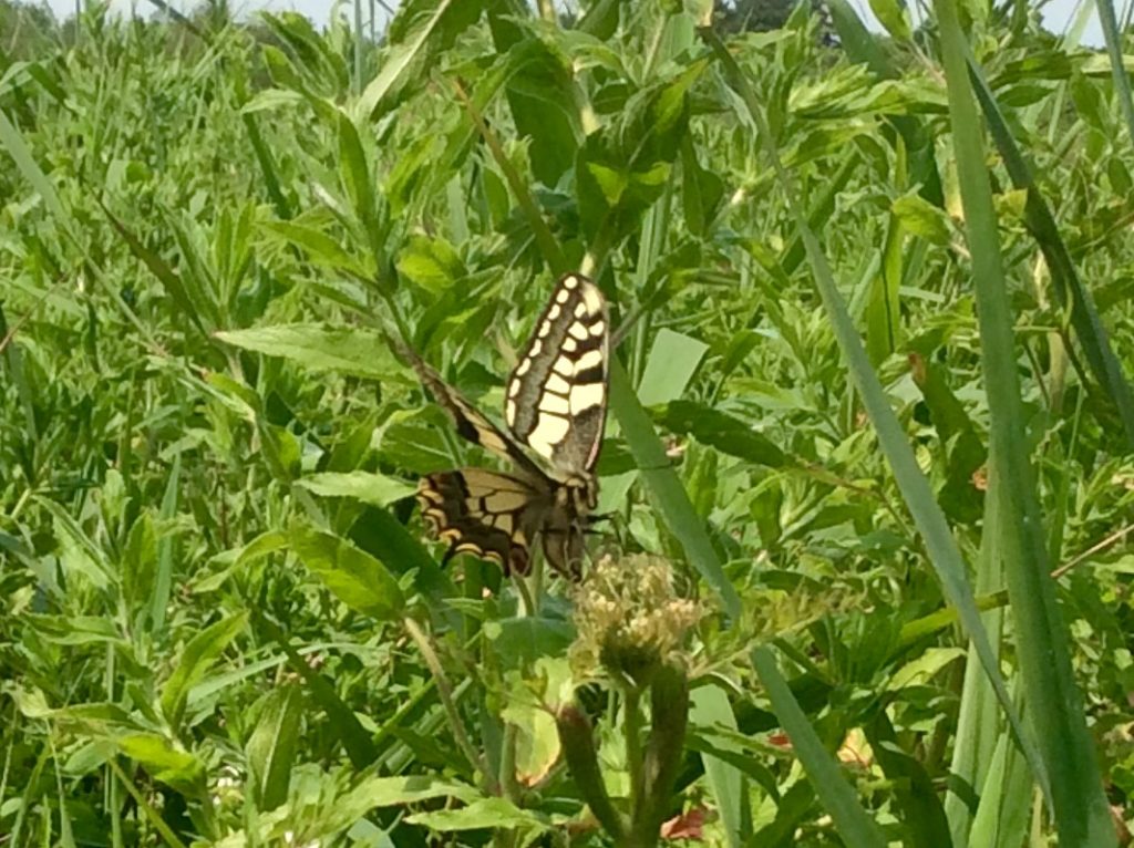 swallowtail butterfly in long grass