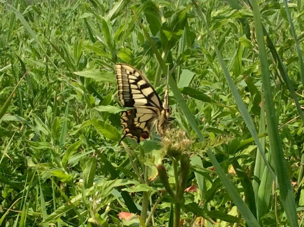 swallowtail butterfly sitting in long grass