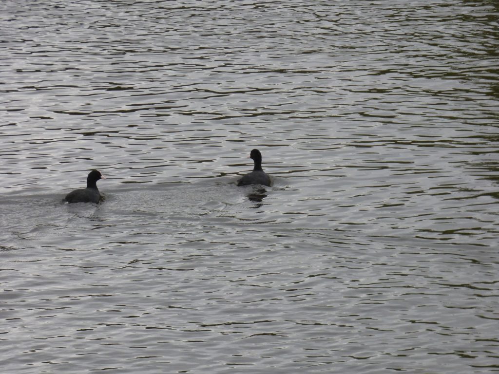 coot-on-the-broads