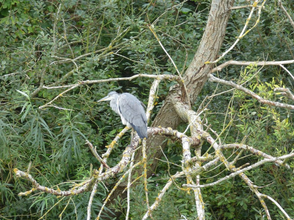 norfolk-broads-heron