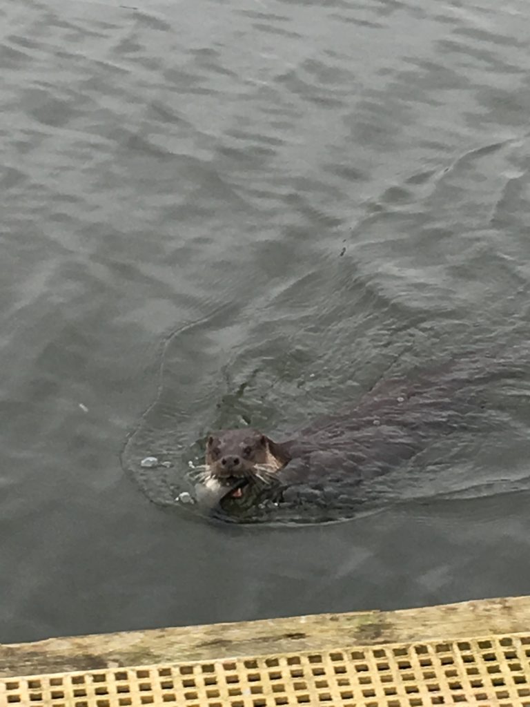 otter-on-the-norfolk-broads