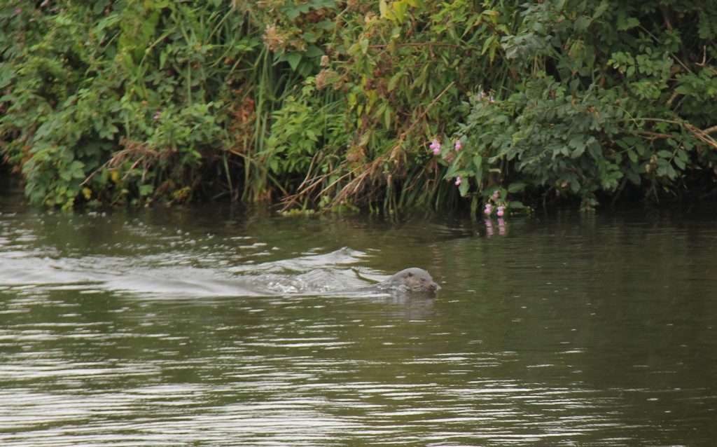 queen-of-broads-otter