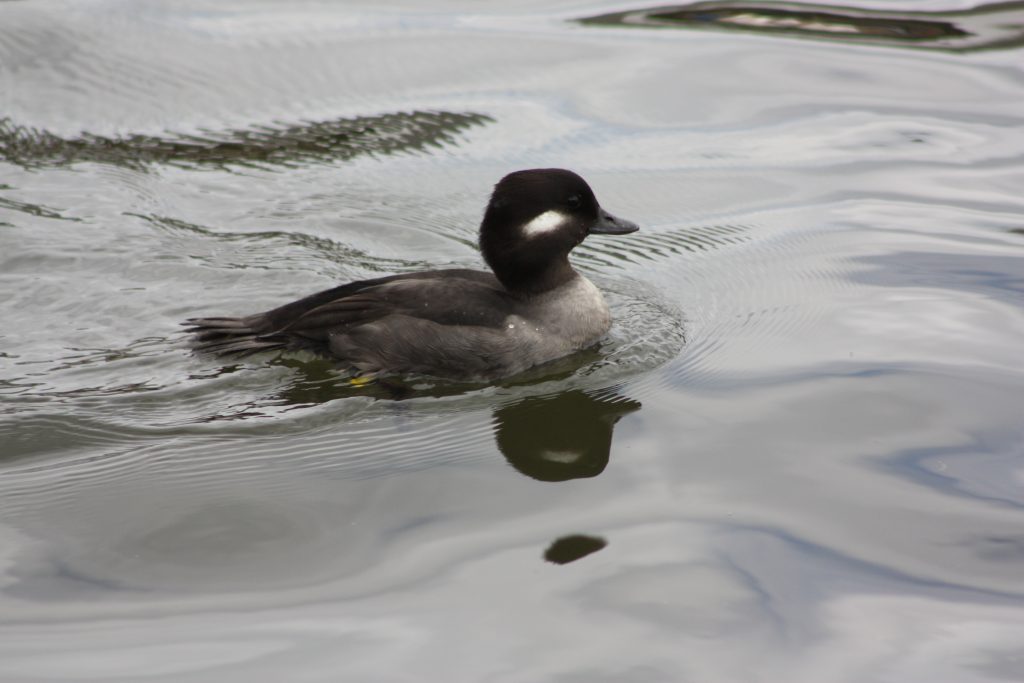 duck on norfolk broads