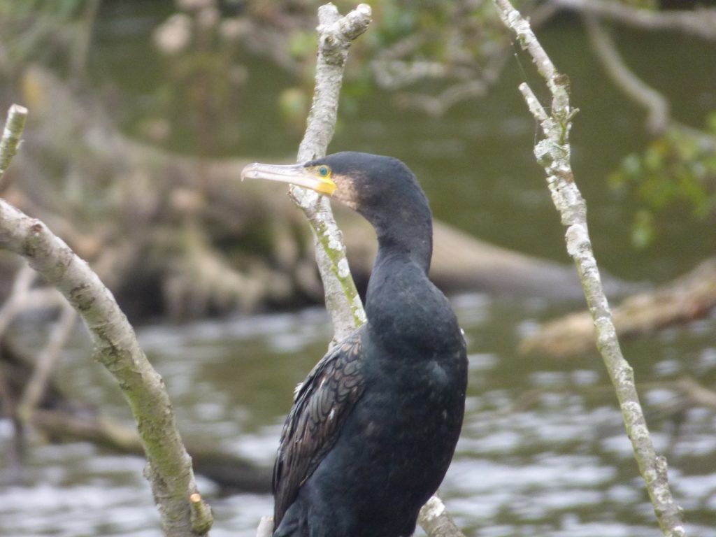closeup of norfolk broads cormorant
