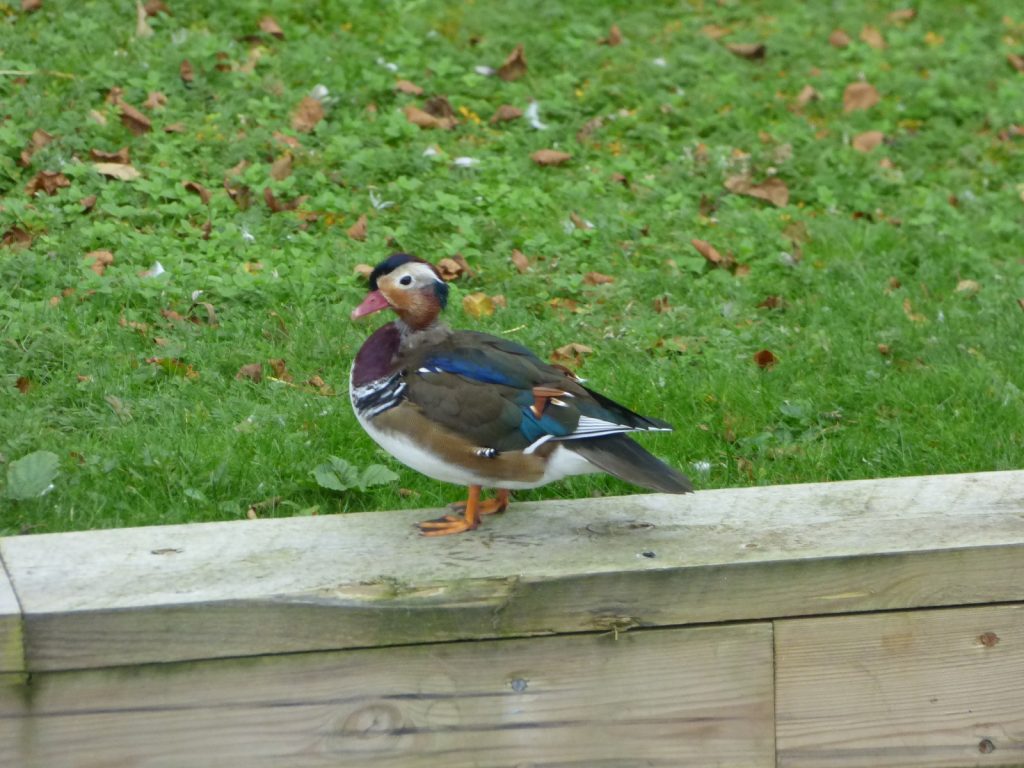 mandarin duck walking along broads