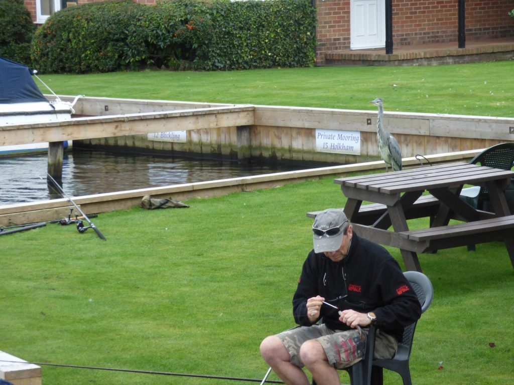 heron approaches norfolk broads visitor