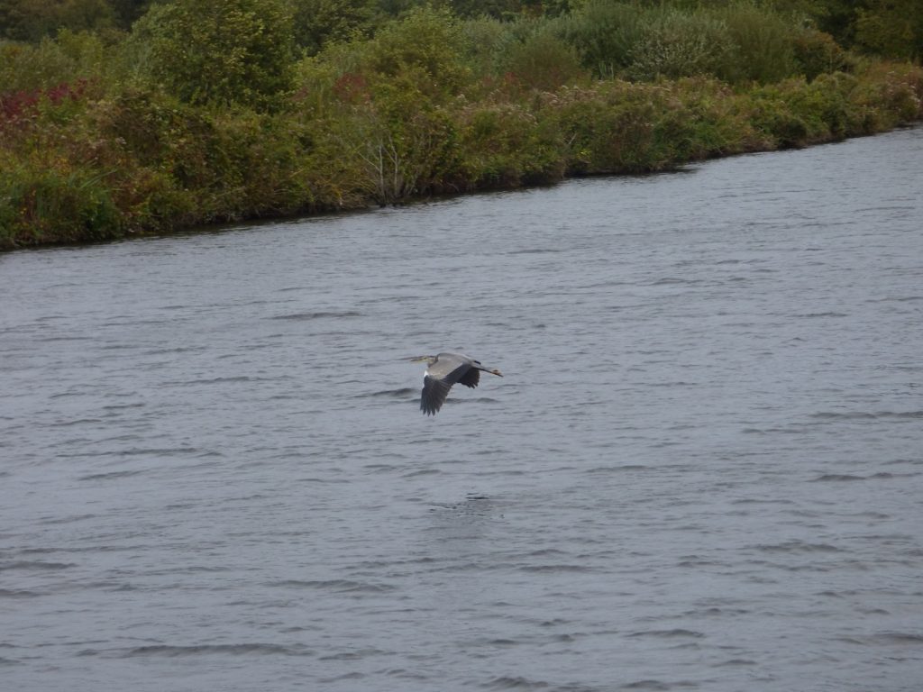 heron flying over norfolk broads