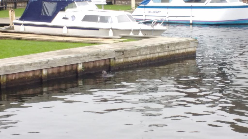 otter swims up to broads visitors