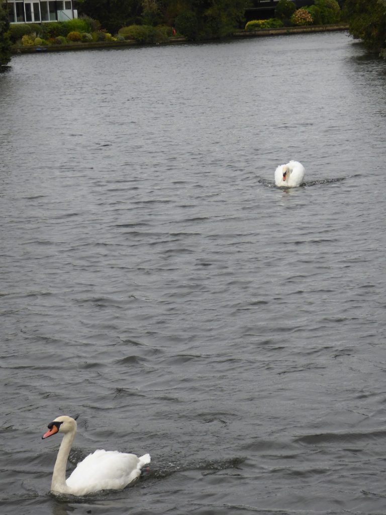 swan chase on norfolk broads