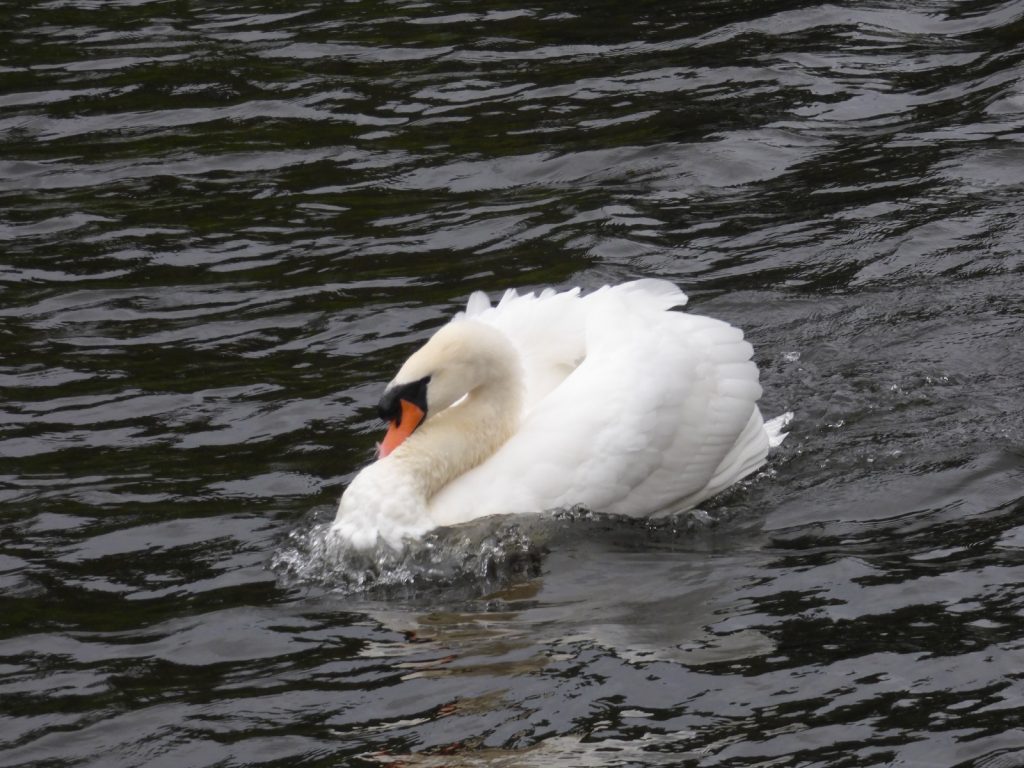 swan territorial over norfolk broads