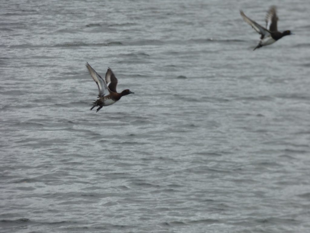 flying tufted ducks on broads