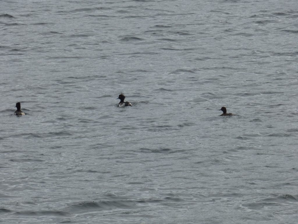 trio of trufted ducks on broads