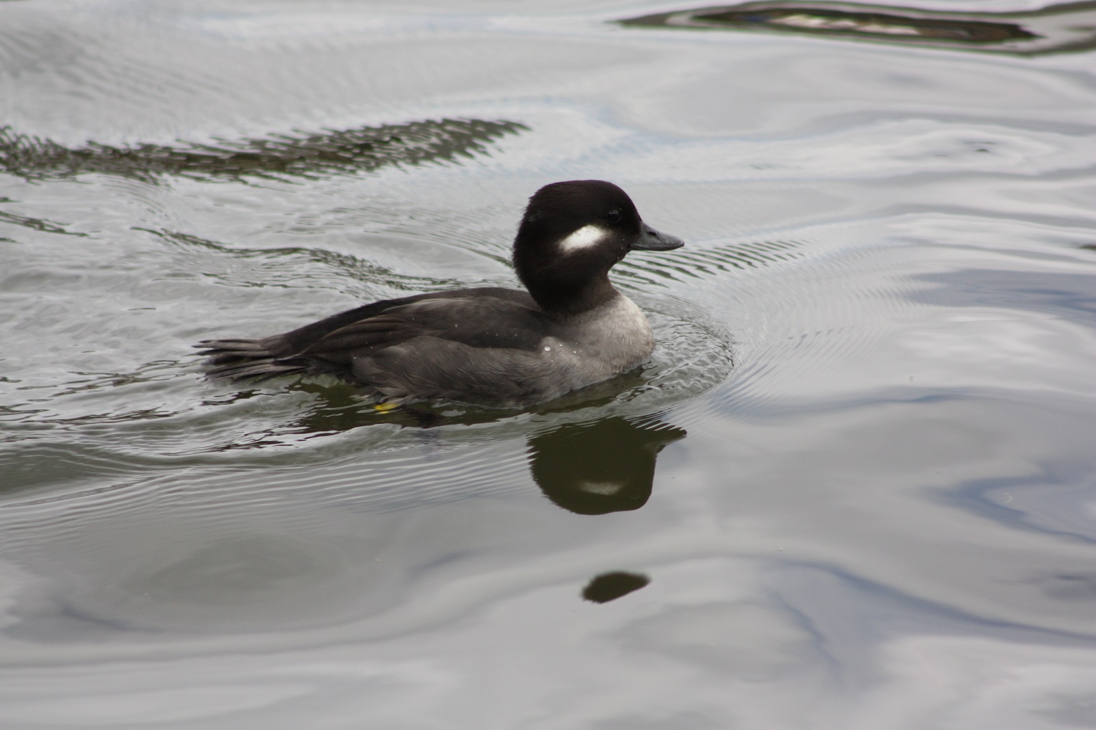 Bufflehead duck Broads Tours