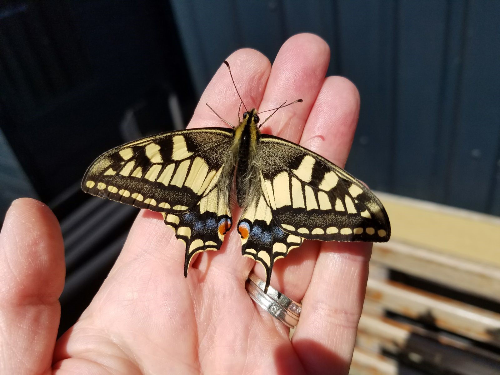 Swallowtail butterfly | Broads Tours