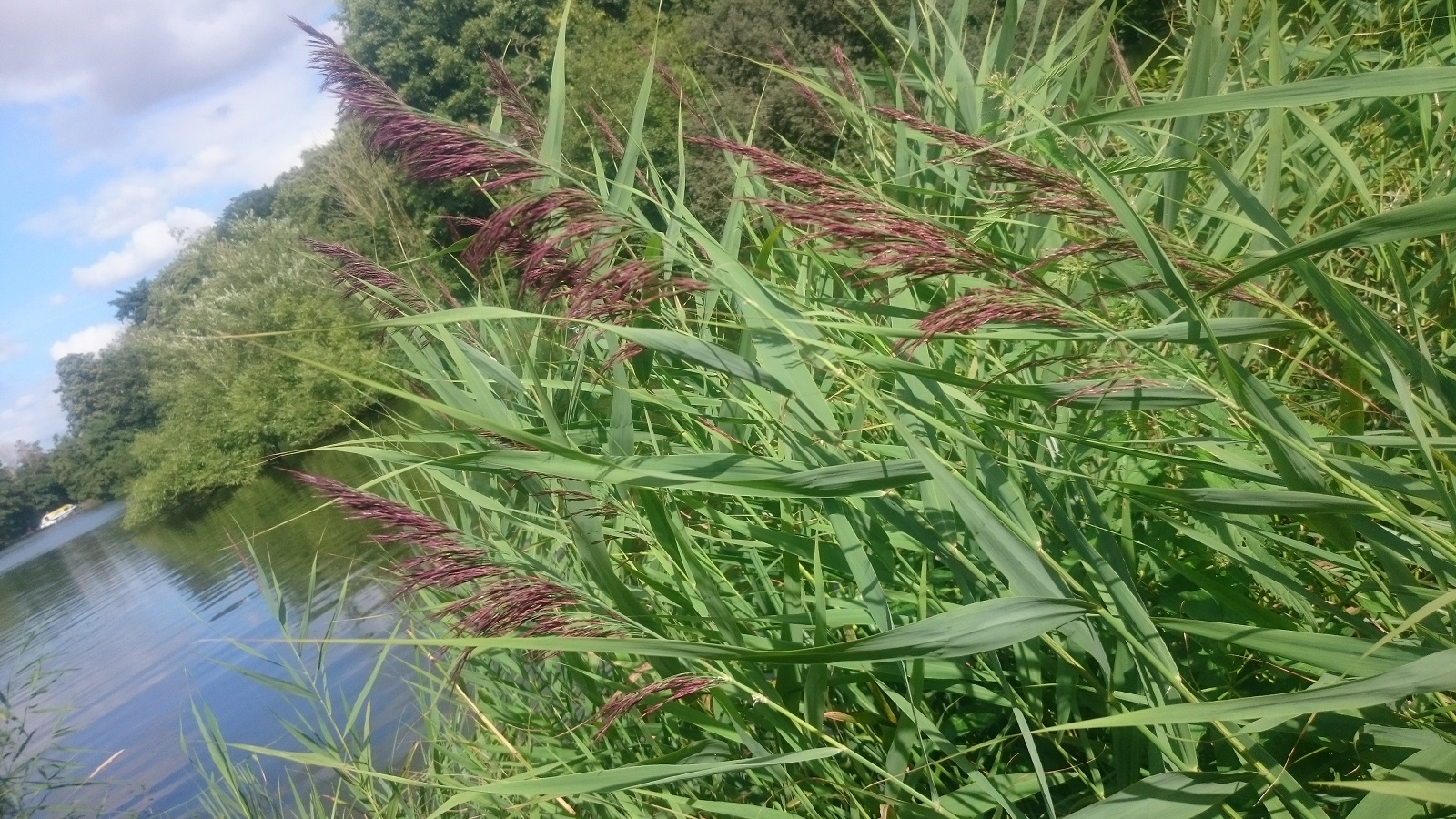 Reeds in flower early Broads Tours