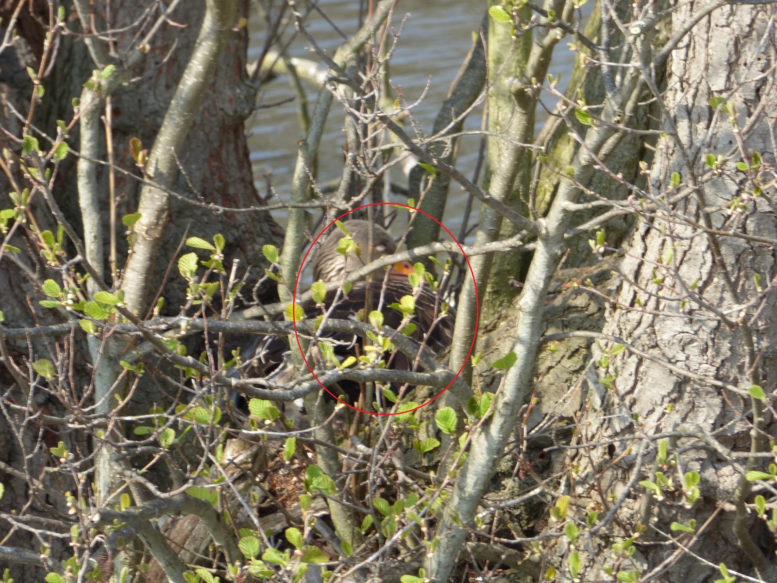 Greylag goose nesting under tree circled Broads Tours