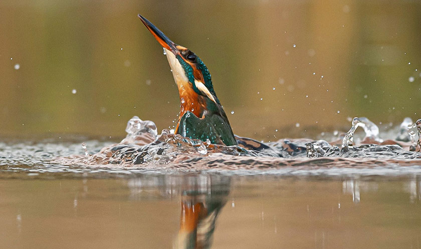 kingfisher in the Broads